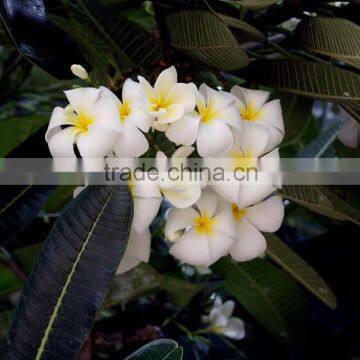 Blooming Plumeria Obtusa photo-6