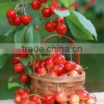 Canned fresh cherry in syrup in 850ml 3100ml