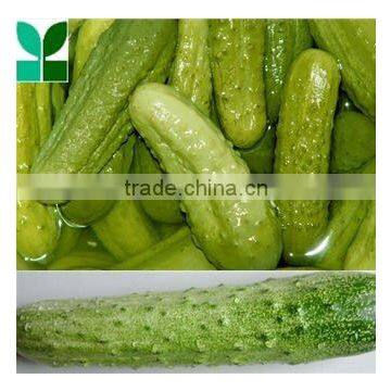 Donghemaoyuan delicious salted cucumber in drum