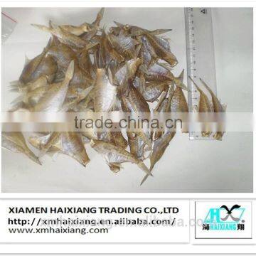 DRIED FRESH LEATHER JACKET FISH HGT / FILEFISH