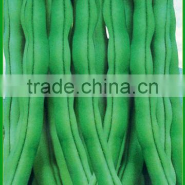 BE07 BY no.38 early maturity green kidney bean seeds for planting