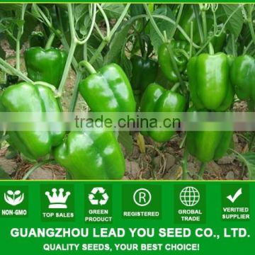 MSP14 Daguo F1 hybrid high yield hybrid bell pepper seeds, sweet pepper seeds for sale