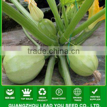 SQ08 Yuzhu round shape squash seeds for planting, different types of squash seeds