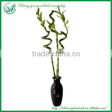 indoor decoration sanderiana dracaena spiral lucky bamboo wholesale