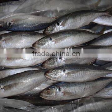 High Quality Horse Mackerel For Sale