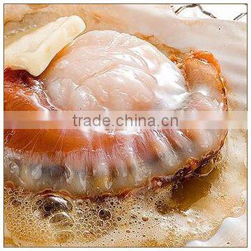 LIVE FRESH/FROZEN SCALLOPS in Shell From Hokkido Japan photo-4