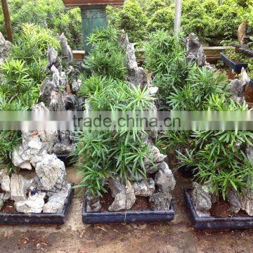 Stone Bonsai Podocarpus Macrophyllus for Decoration photo-3