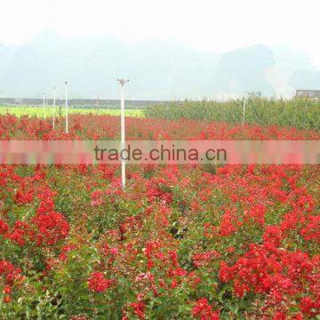 Lagerstroemia Indica Deep Red photo-2