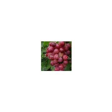 Grape Seed P.E.