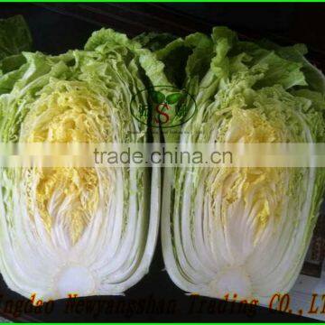 (HOT)Fresh cabbage Chinese exporters/Fresh Cabbages