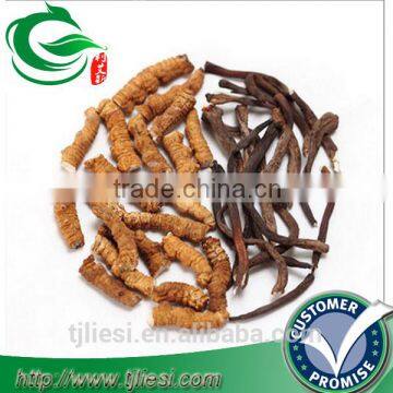 supply wild cordyceps not extract