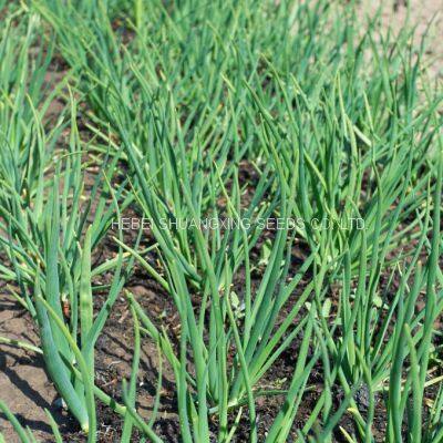 Hot Sell Hybrid Vegetable for Resistance Scallion Seeds Green Chinese Onion Chinese Shallot Seeds photo-5