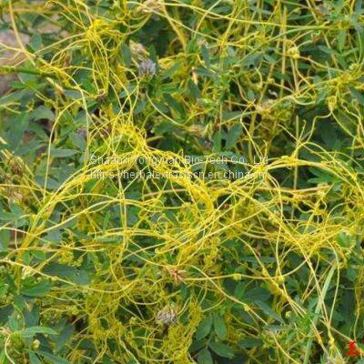 Chinese Dodder Seed Extract 5:1 TLC, Cuscuta Extract, Semen Cuscutae Seed Extract, Men supplement, Yongyuan Bio