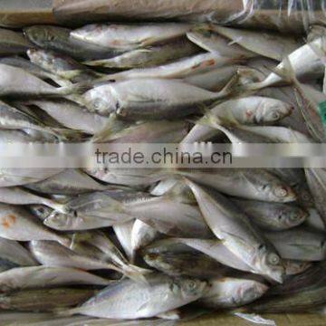 Frozen Chinese 50 - 70 g with delicious jack mackerel