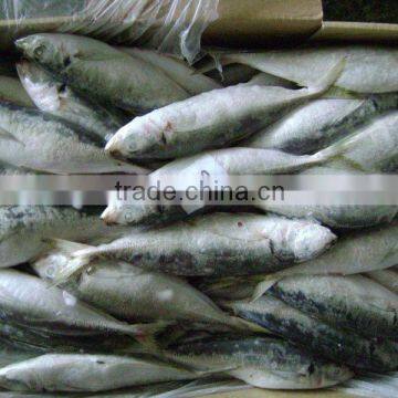 High quality horse mackerel(Decapterus maruadsi)