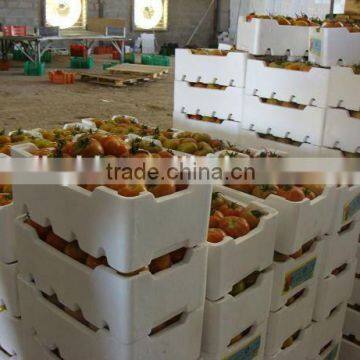 CE&ISO STANDRAD EPS Fish Box Making Machine photo-5