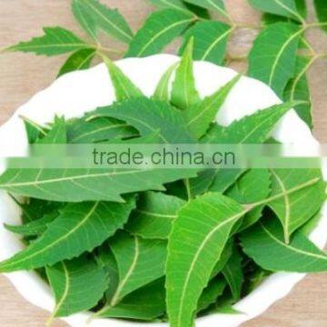 Superior Neem Leaf Powder Bulk Manufacturer