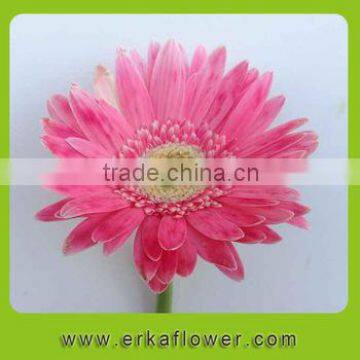 wedding gerbera for home decoration flower