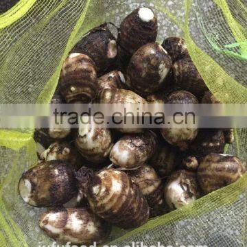 fresh taro for sale