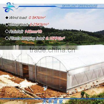 Hot Sale Plastic Film Greenhouse, Vegetables Greenhouse photo-3