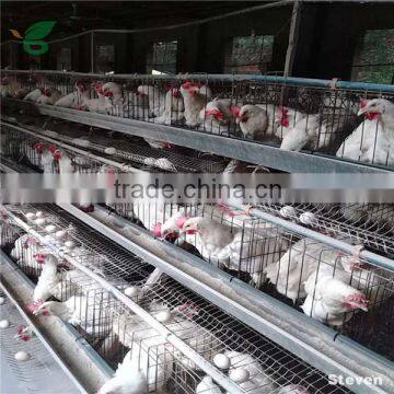 lowest price chicken wire mesh chicken coop for sale