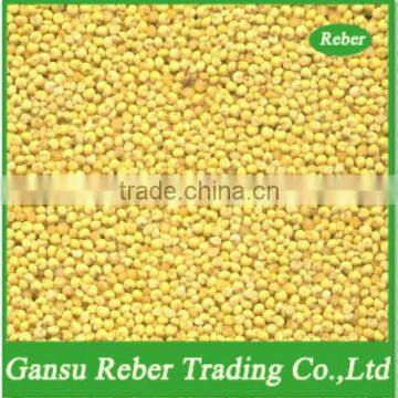 Hulled Yellow Broomcorn Millet