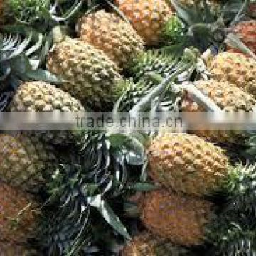 Fresh Pineapples