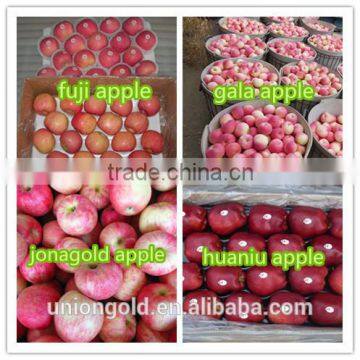 Chinese fuji Fresh Red Apple