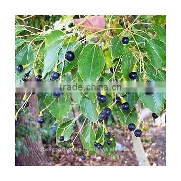 Pure Camphor Oil (Clear to light Yellowish in color)