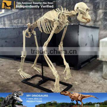 MY Dino-C077 Life Size Dog Skeleton for Decoration photo-4
