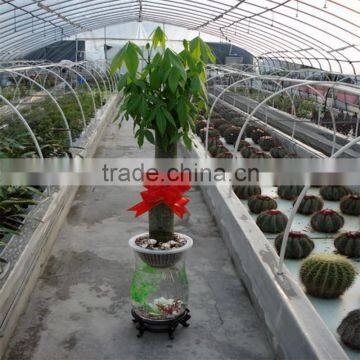 Christmas decoration money tree plant manufacture