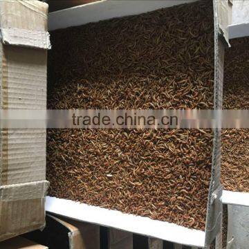 Wholesale bird food yellow mealworm