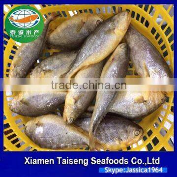 Top sale WR Frozen yellow croaker Fish