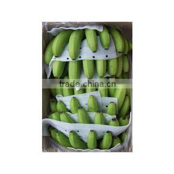 Price of Fresh Cavendish Banana photo-4