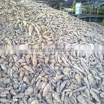 Thailand Organic High Quality Fresh Cassava for Sale