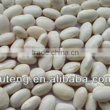 2013 big natura white kidney beans