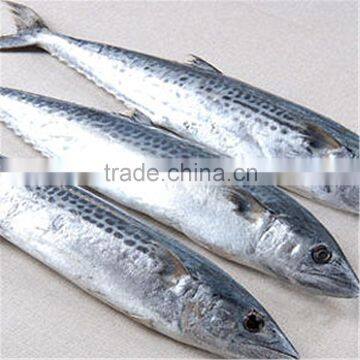 Ice Australian spotted mackerel for sale