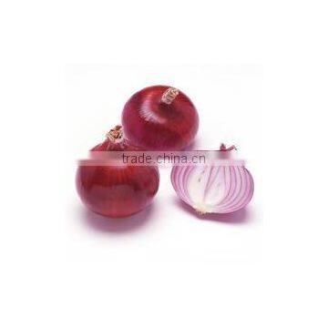 China Red Onion of High Quality & Competitive Price & Best Taste