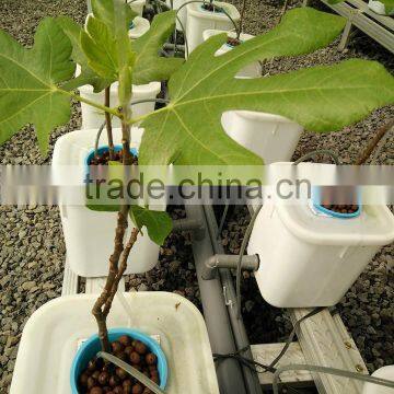 expanded clay pebbles for hydroponics