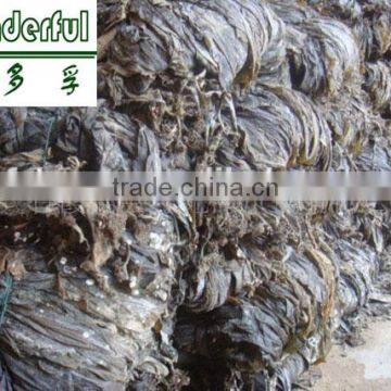 Organic Kelp Cut/ Export to Russia and Ukraine/ Good Healthy Seaweed Food, Wholesale Price photo-3