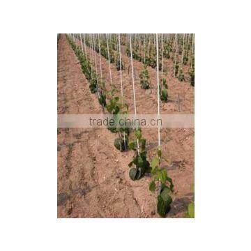 Fiberglass pultruded vineyards or eggplant support for outdoor facility