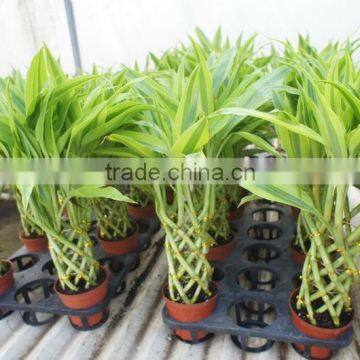 Lucky Bamboo ( Dracaena Sanderiana) Cage Shape photo-5