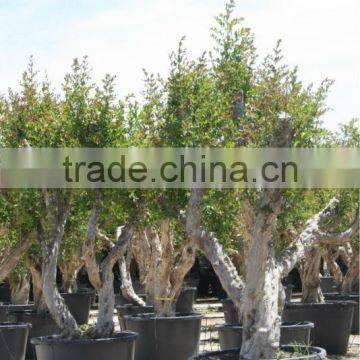 Pomegranate (Punica Granatum) Trees photo-2