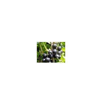 Ribes Nigrum