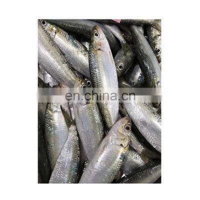 Price Frozen Sardine Fish Sardine Exporters photo-4