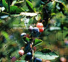 Green Anti Bird Protection Net Mesh Garden Plant Netting Protect Seedlings Plants Flowers Fruit Bird Net