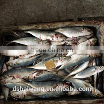 W/R FROZEN B GRADE HORSE MACKEREL