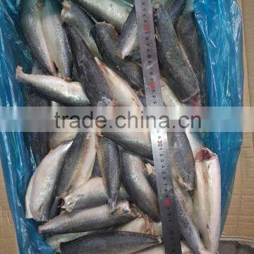 Frozen Pacific Mackerel HGT Scomber Japonicus photo-2