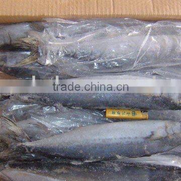 Pacific ocean frozen spanish mackerel