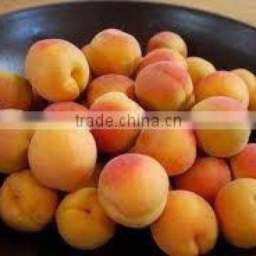 Compote Apricots in syrup 30 oz tin (850ml x 24 tins)